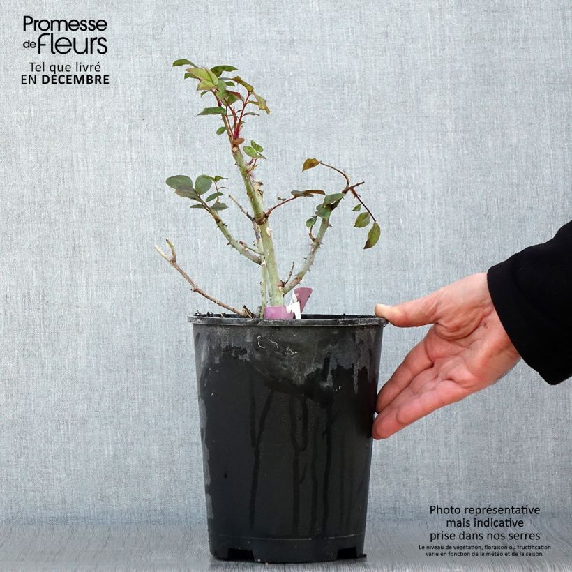 Esemplare di Rosa polyantha Mascaret Vaso da 4L/5L come consegnato in autunno