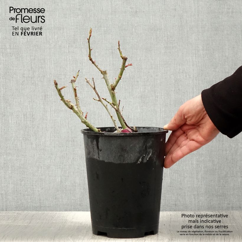 Rosa polyantha Mascaret Vaso da 4L/5L esemplare consegnato in inverno