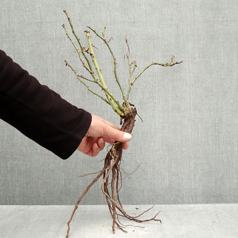 Rosa Floribunda Message d'Espoir Piante piccole a radice nuda esemplare consegnato in inverno