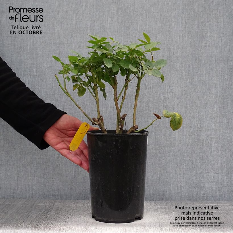 Esemplare di Rosa moderno Novalis Vaso da 4L/5L come consegnato in autunno