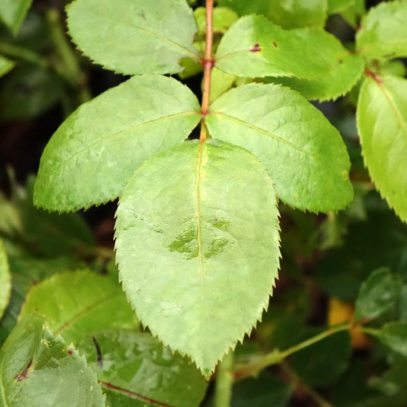 Rosa moderno Novalis (Fogliame)