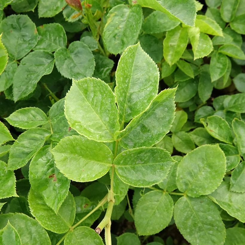 Rosa polyantha Off-Load (Fogliame)