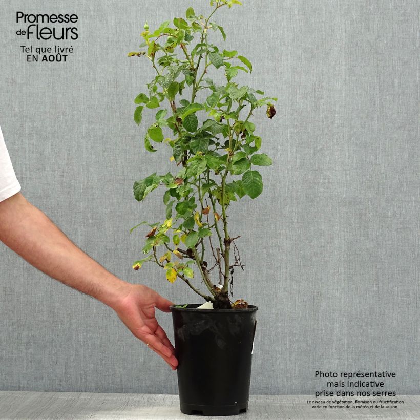 Esemplare di Rosa polyantha Off-Load Vaso da 4L/5L consegnato in estate