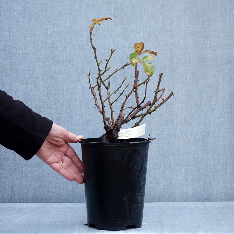 Rosa polyantha Off-Load Vaso da 4L/5L esemplare consegnato in inverno