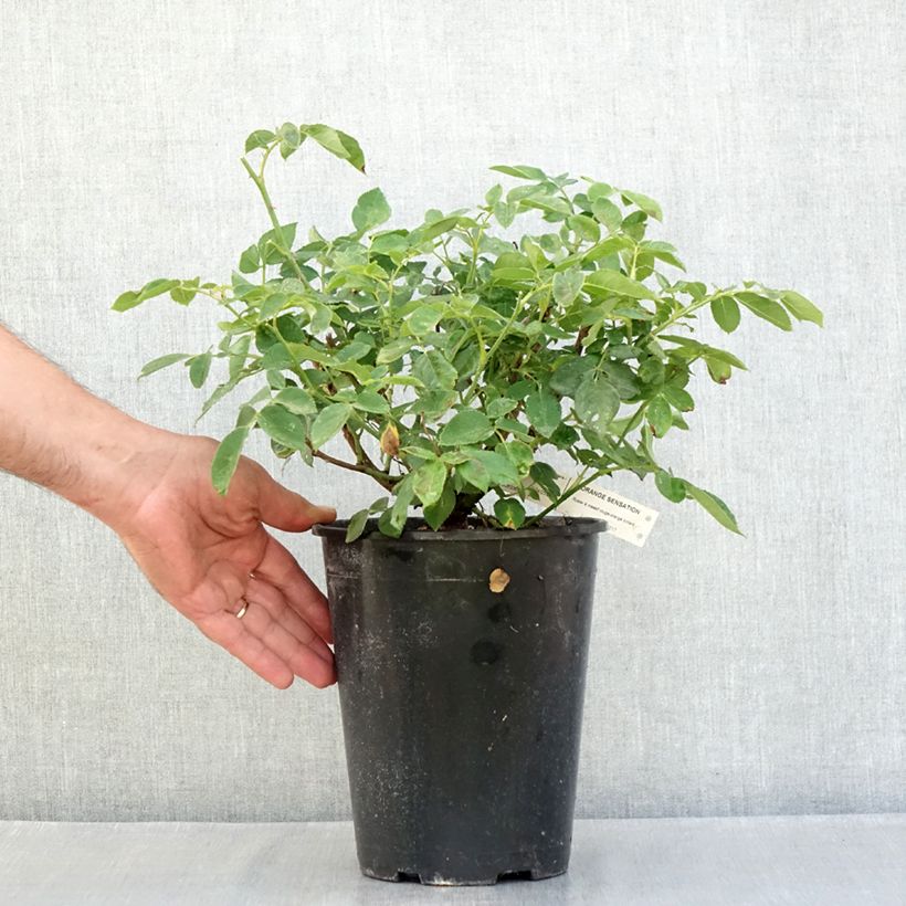 Esemplare di Rosier à fleurs groupées Orange Sensation Vaso da 4L/5L consegnato in estate