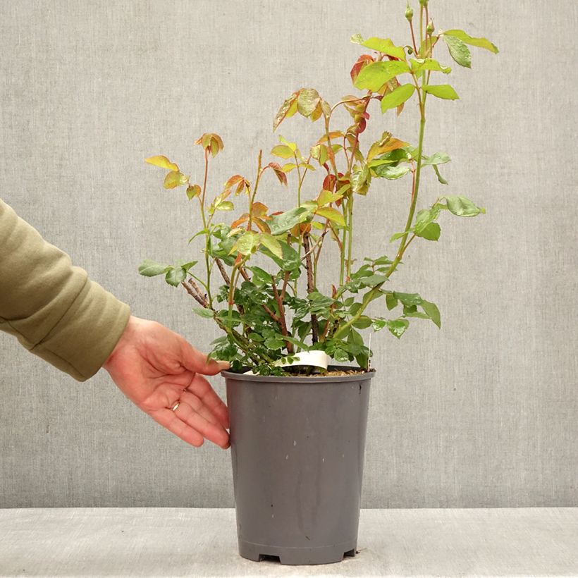 Rosa Floribunda Orange Sensation Vaso da 4L/5L esemplare consegnato in primavera