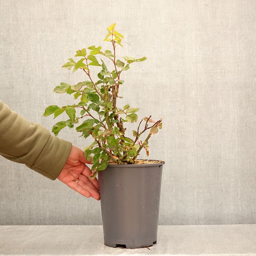 Rosa Floribunda Origami Vaso da 4L/5L esemplare consegnato in primavera