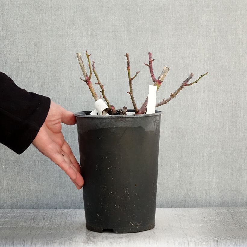 Rosa polyantha Park Abbey Rose Vaso da 4L/5L esemplare consegnato in inverno