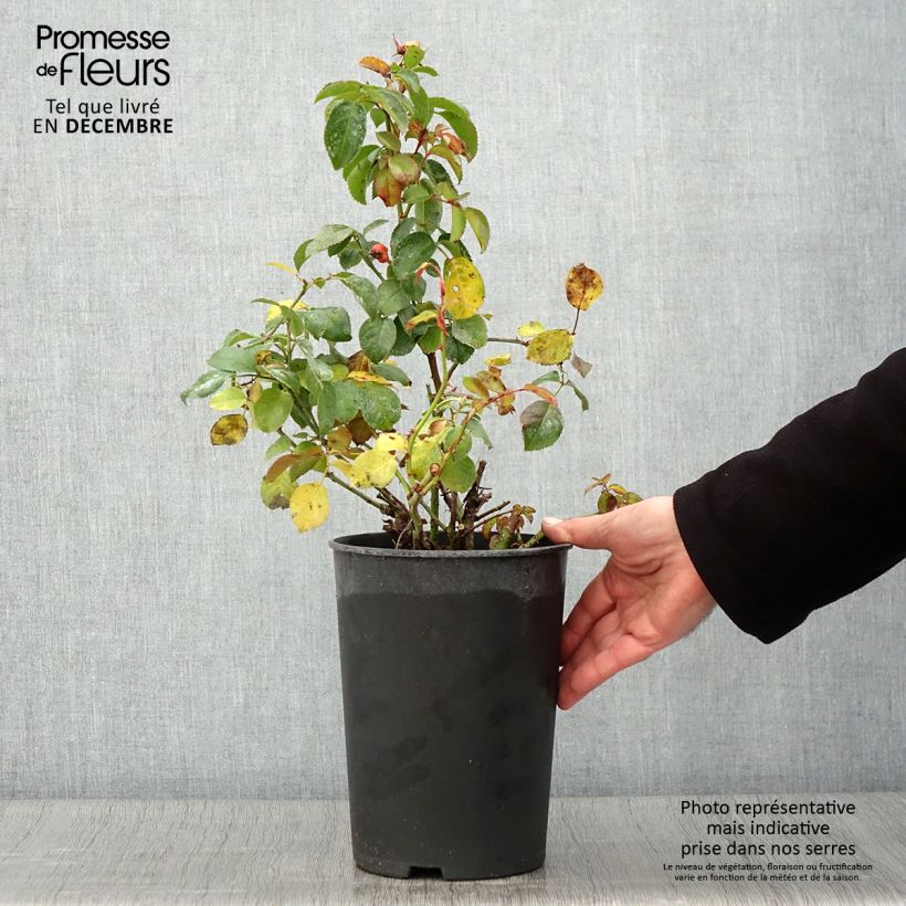 Esemplare di Rosa Floribunda Peace and Love Vaso da 4L/5L come consegnato in autunno