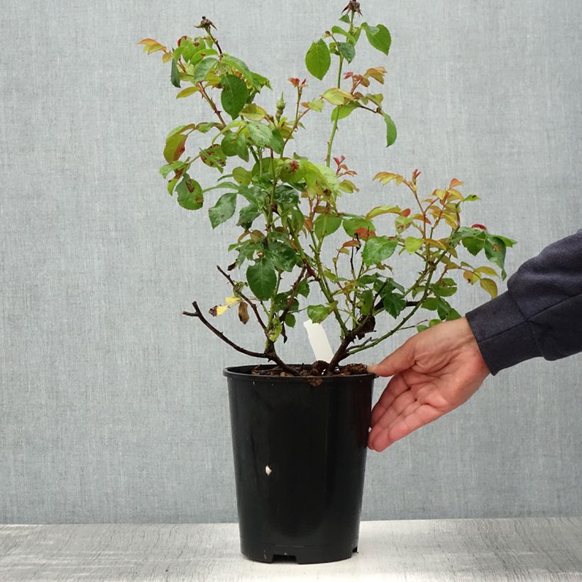 Esemplare di Rosa Floribunda Peace and Love Vaso da 4L/5L consegnato in estate