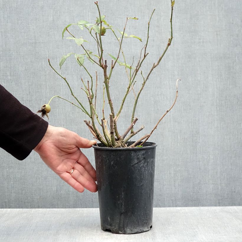Esemplare di Rosa polyantha Pernille Poulsen Vaso da 2L/3L come consegnato in autunno
