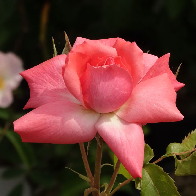 Rosa polyantha Pernille Poulsen (Fioritura)