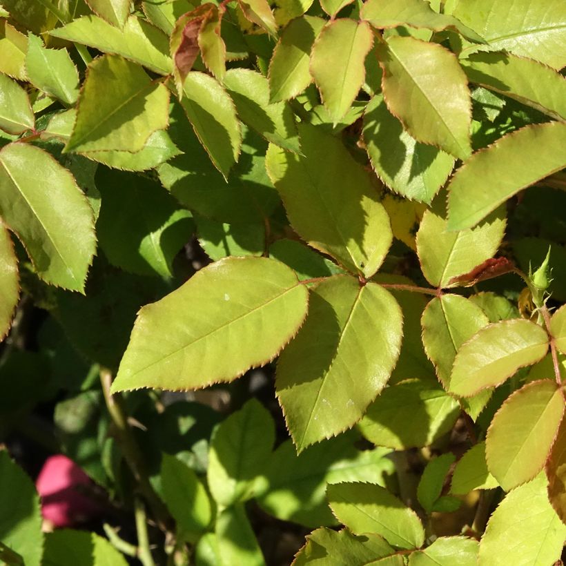 Rosa polyantha Pick'n Go Mattmag (Fogliame)