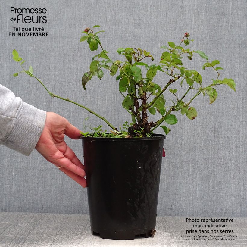 Esemplare di Rosa polyantha Pick'n Go Mattmag Vaso da 4L/5L come consegnato in autunno