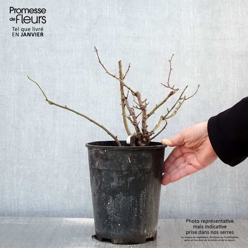Rosa polyantha Pick'n Go Mattmag Vaso da 4L/5L esemplare consegnato in inverno