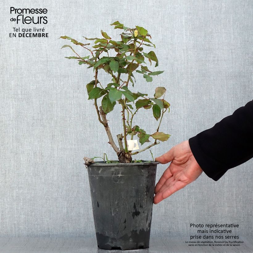 Esemplare di Rosa polyantha Quinte Flush Vaso da 4L/5L come consegnato in autunno
