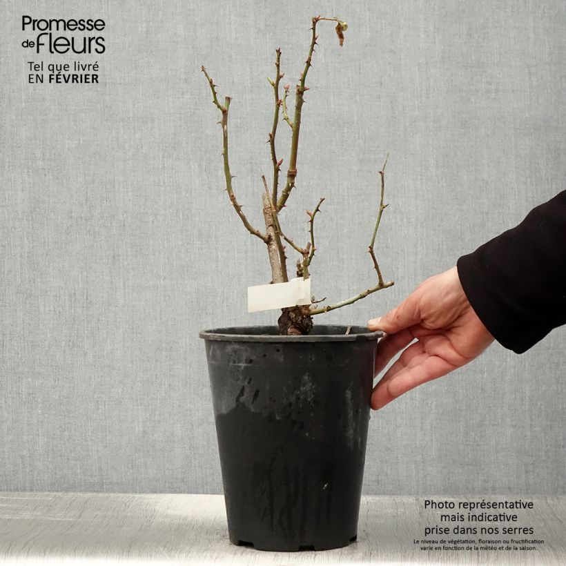 Rosa polyantha Quinte Flush Vaso da 4L/5L esemplare consegnato in inverno