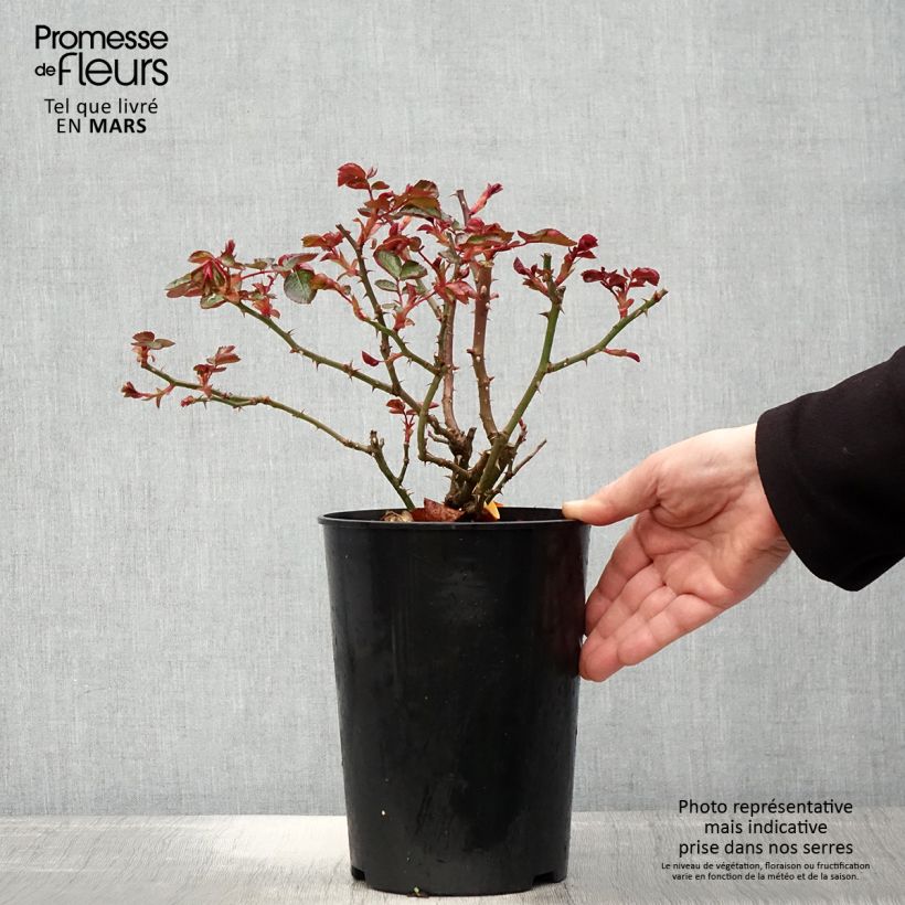 Rosa polyantha Red Leonardo da Vinci Vaso da 4L/5L esemplare consegnato in primavera