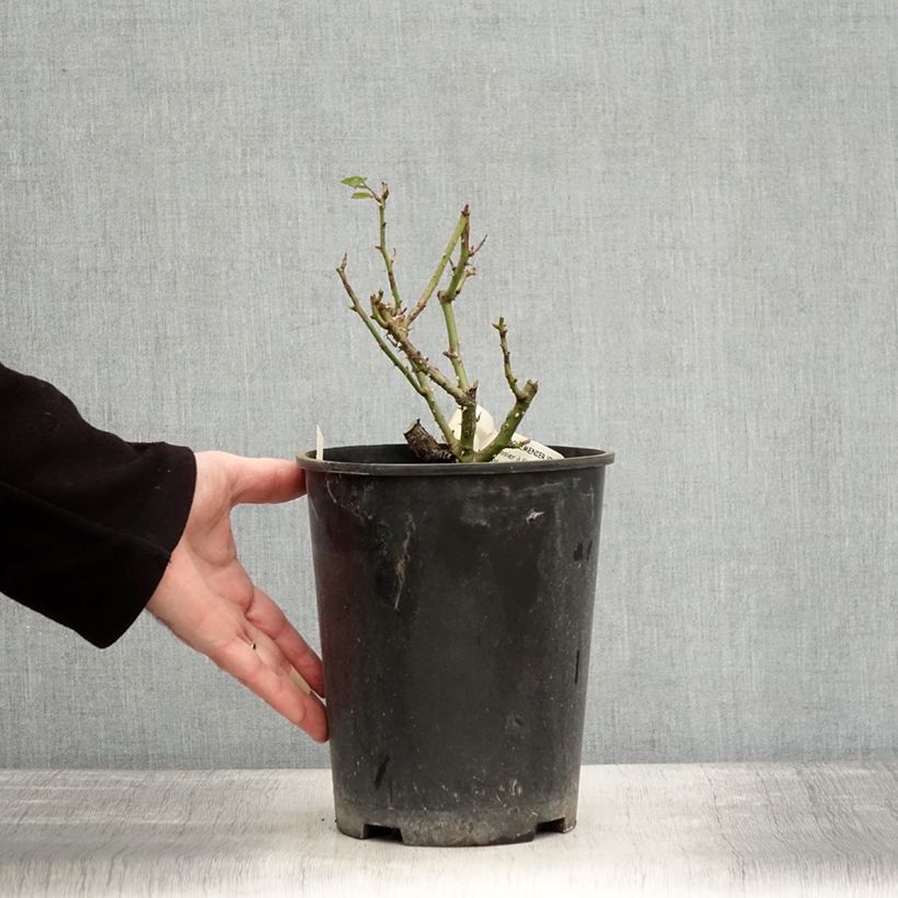 Rosa polyantha Rochemenier Village Vaso da 4L/5L esemplare consegnato in inverno