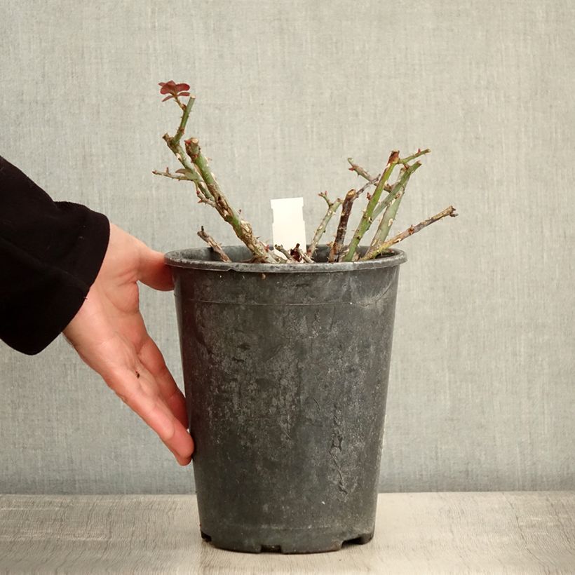 Rosa polyantha Rose de la petite Chabotte VELsema Vaso da 4L/5L esemplare consegnato in inverno