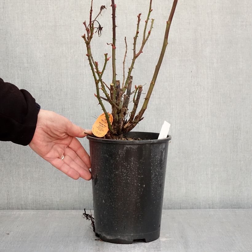 Rosa polyantha Summer Sangria 'Meizilena' Vaso da 4L/5L esemplare consegnato in inverno