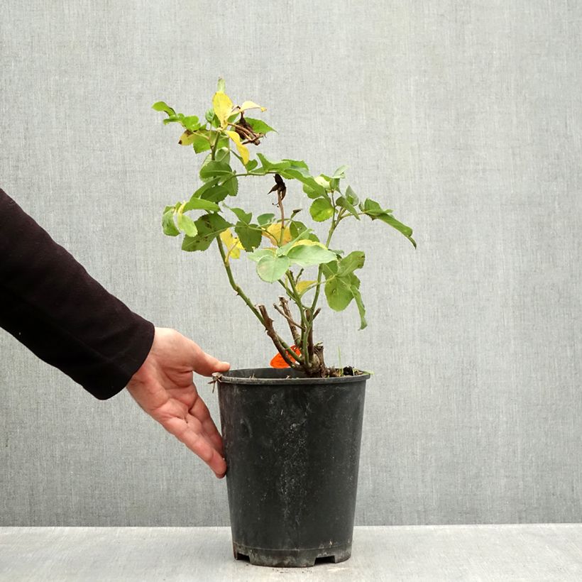 Esemplare di Rosa Floribunda Rustica III Vaso da 4L/5L come consegnato in autunno