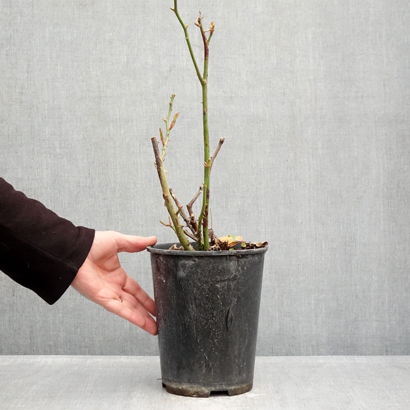 Rosa Floribunda Rustica III Vaso da 4L/5L esemplare consegnato in inverno