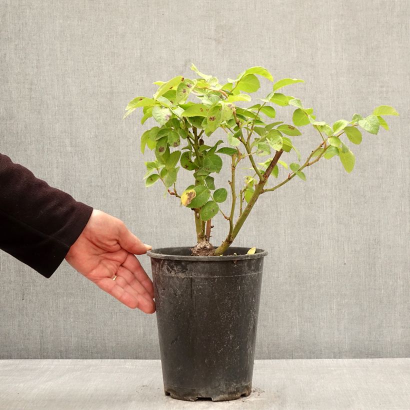 Rosa Floribunda Rustica III Vaso da 4L/5L esemplare consegnato in primavera