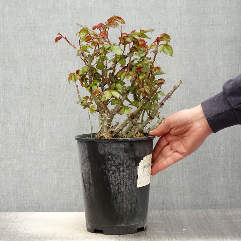 Rosa polyantha Salto Vaso da 4L/5L esemplare consegnato in primavera