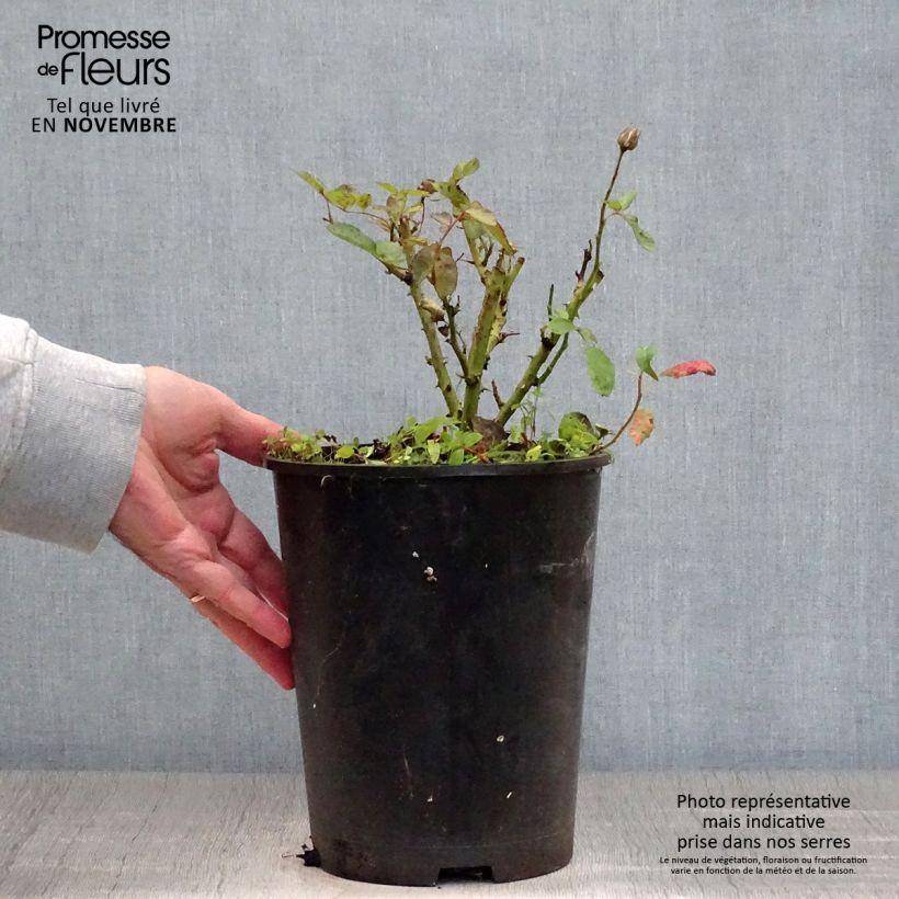 Esemplare di Rosa polyantha Schöne Koblenzerin Vaso da 2L/3L come consegnato in autunno