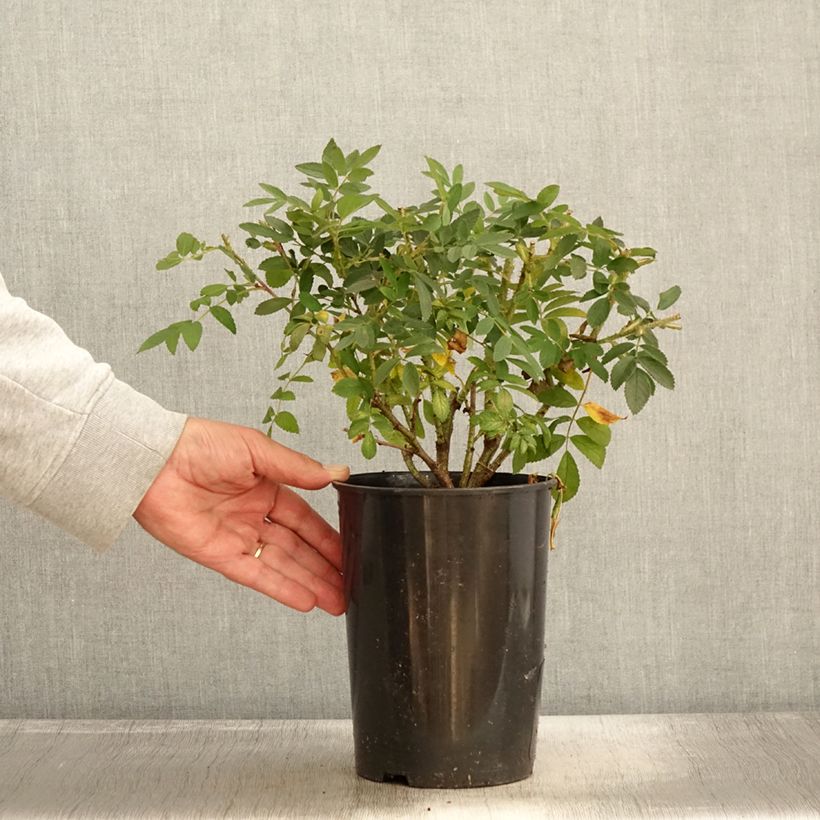 Esemplare di Rosa rugosa Strandperle Vaso da 4L/5L come consegnato in autunno