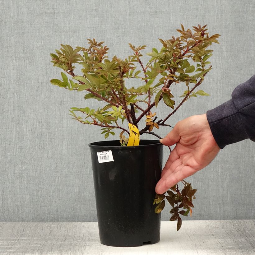 Esemplare di Rosa rugosa Strandperle Vaso da 4L/5L consegnato in estate