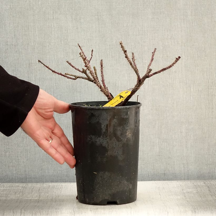 Rosa rugosa Strandperle Vaso da 4L/5L esemplare consegnato in inverno
