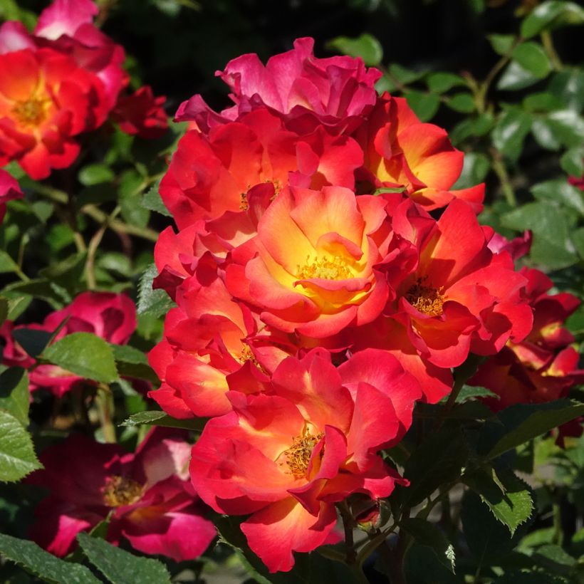 Rosa moderno Summer of Love (Fioritura)