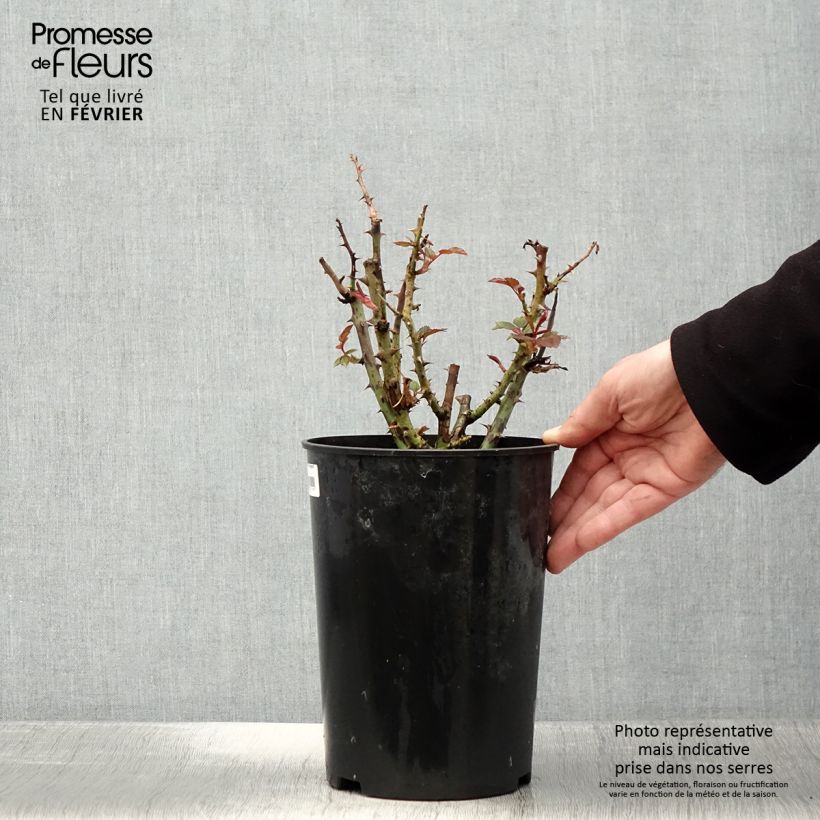 Rosa Floribunda Tobago Vaso da 4L/5L esemplare consegnato in inverno