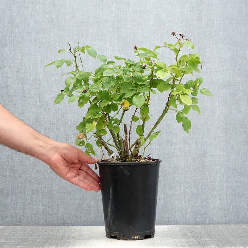 Esemplare di Rosa Floribunda Utopia Vaso da 3L/4L consegnato in estate