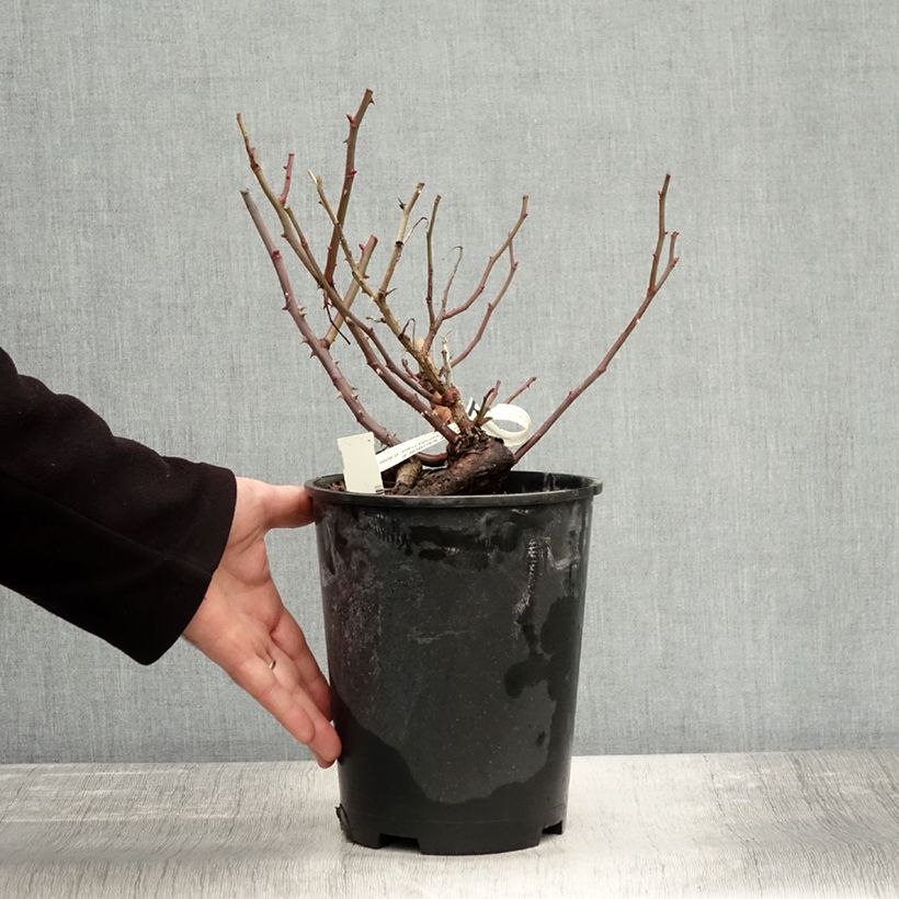 Esemplare di Rosa Floribunda Ville de Saumur Vaso da 4L/5L come consegnato in autunno
