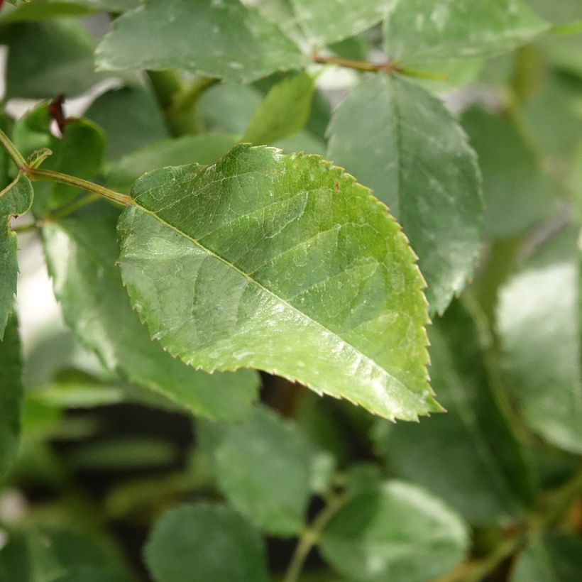 Rosa moscata Walferdange (Fogliame)