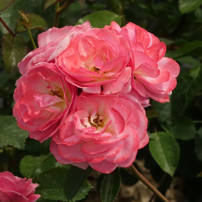 Rosa moscata Walferdange (Fioritura)