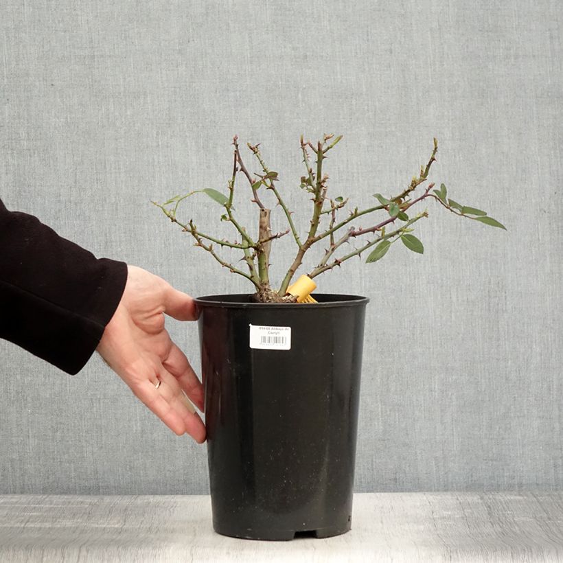 Rosa Abbaye de Cluny Vaso da 4L/5L esemplare consegnato in inverno