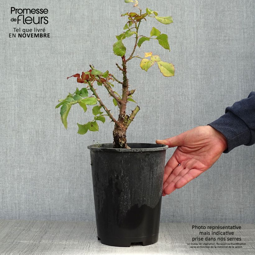 Esemplare di Rosa Agnès B Vaso da 4L/5L come consegnato in autunno