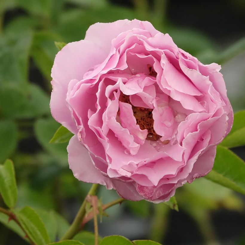 Rosa Alexandra David Neel (Fioritura)