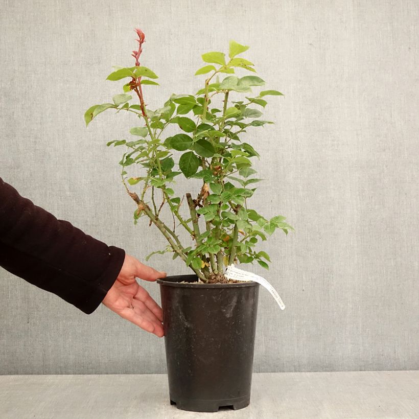 Rosa Alexandra David Neel Vaso da 4L/5L esemplare consegnato in primavera