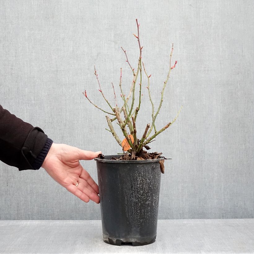 Rosa Alexandre Astier - Rose ibrida di tea Vaso da 4L/5L esemplare consegnato in inverno