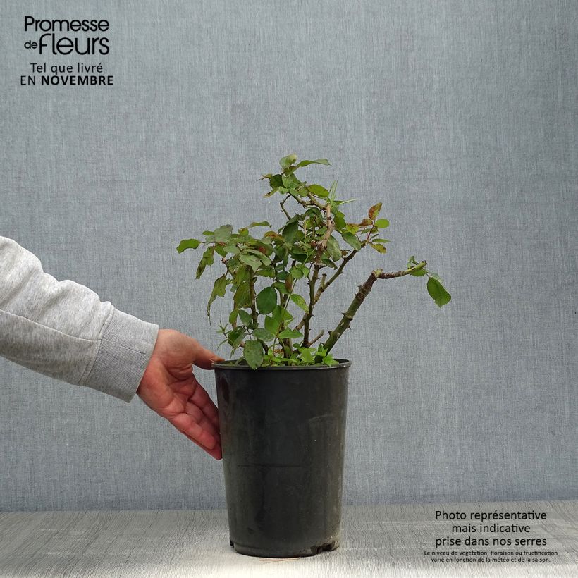 Esemplare di Rosa persica Alissar Princess of Phoenicia Vaso da 4L/5L come consegnato in autunno