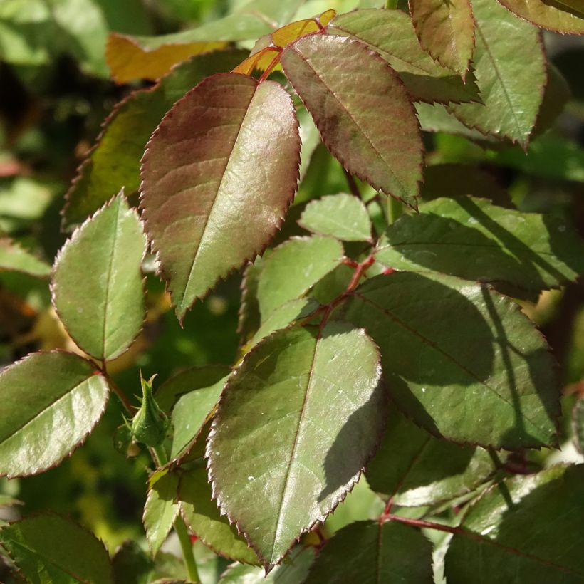 Rosa persica Alissar Princess of Phoenicia (Fogliame)