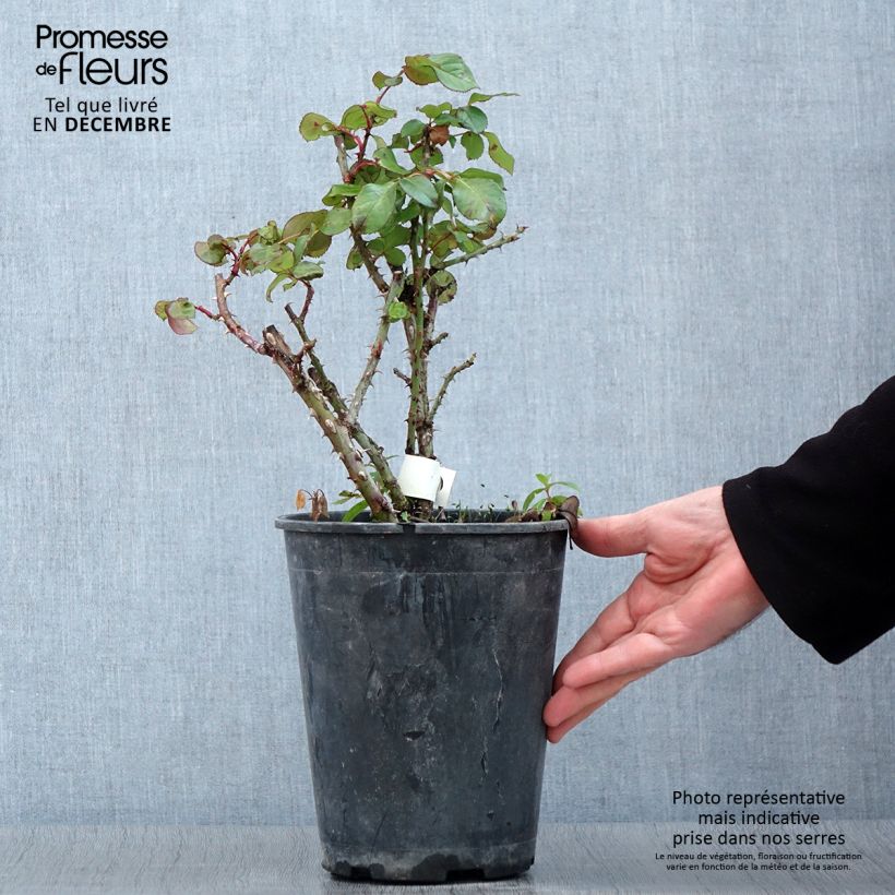 Esemplare di Rosa Anahe Vaso da 4L/5L come consegnato in autunno