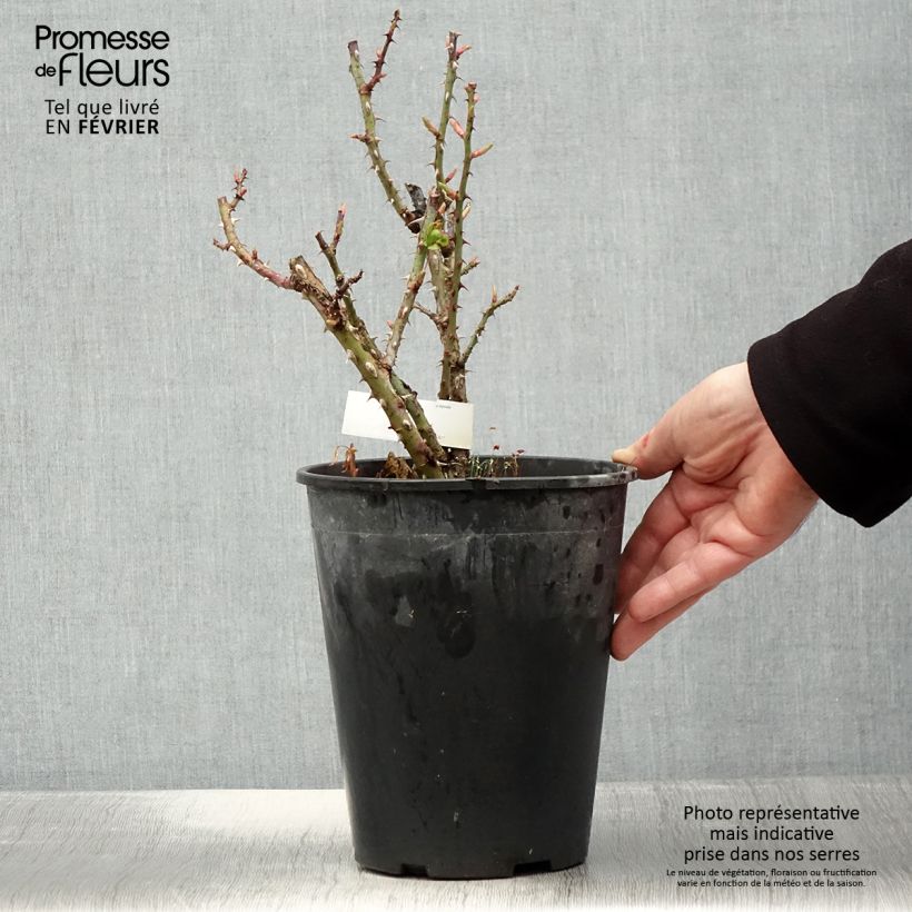 Rosa Anahe Vaso da 4L/5L esemplare consegnato in inverno