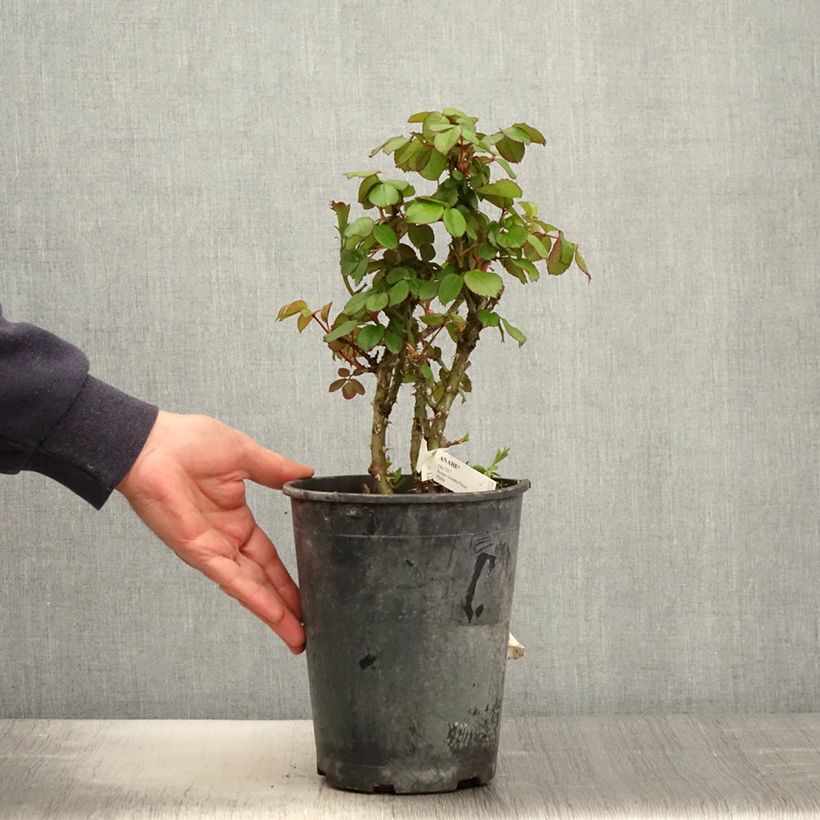 Rosa Anahe Vaso da 4L/5L esemplare consegnato in primavera