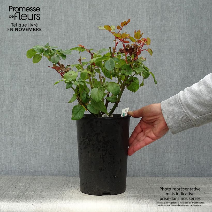 Esemplare di Rosa Anastasia - Rose ibrida di tea Vaso da 4L/5L come consegnato in autunno